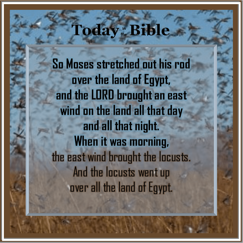 Shevat 21 – Locusts. Locusts.&nbsp;Locusts.