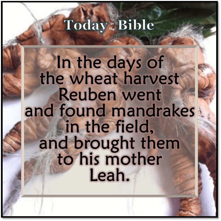 Sivan 5 –&nbsp;Mandrakes