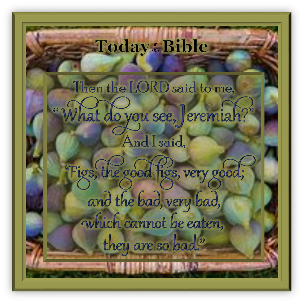 Av 2 – One Basket had Very Good&nbsp;Figs…