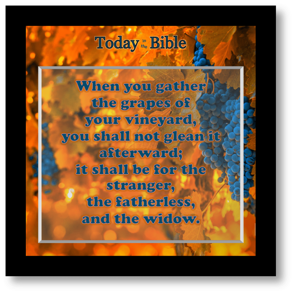Elul 21 – When You Gather the Grapes of Your&nbsp;Vineyard
